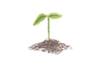 Seedling illustration