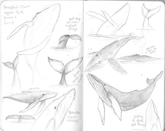 Whale sketch